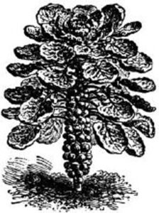 black and white illustration of a brussels sprouts plant with the sprouts growing up the…
